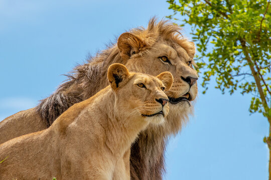 Couple of lions - Panthera leo krugeri - African Lion