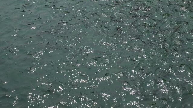 The fish swimming near River side. it's Wait person Feed Fish. however it is imperative that you offer fish variety of foods to provide a nutritionally balanced diet.