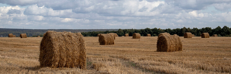 Hay in rolls lying on the field on a sunny day. The sun illuminates the hay in rolls on the field. Hay in rolls - Senage, is considered the most optimal for cattle or horses. The hay collected on the 