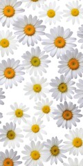 Chamomile flowers collection on white. Set of colorful Chamomile or Daisy flowers background, top view. Floral pattern.