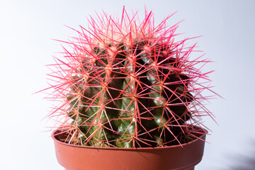 Beautiful cactus with red thorns in brown flowerpot