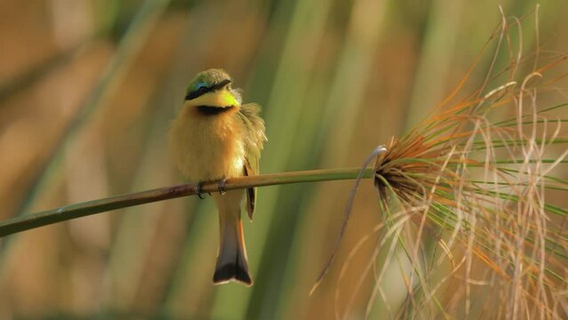 Little bee-eater (Merops pusillus) perched on stem of Papyrus reed (Cyperus papyrus); flying away and returning some time later
