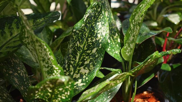 Vibrant indoor garden with lush spotted dieffenbachia plants thriving in natural light. Home gardening and indoor air purification.