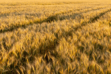 A field of wheat is ripe for harvesting in the vast grassland