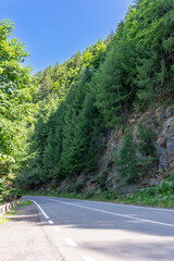 Road lined with trees on a mountain slope, blending into the natural landscape