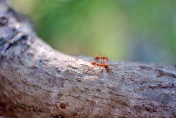 ants on a tree