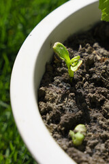 seedling grows in a pot