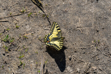 Yellow machaon is a day butterfly old world swallowtail. Papilio machaon from the family of cavaliers papilionidae. Natural pattern of lepidoptera blue and red dots on yellow wing. Entomology.