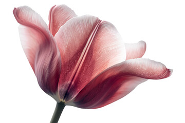 A close-up of a tulip, showcasing its velvety texture and intricate details. Isolated on transparent background, png file.