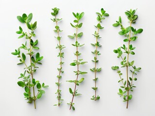 Set of fresh thyme sprigs, aromatic herbs