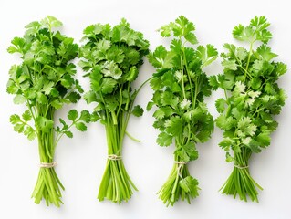 Set of fresh cilantro clumps, vibrant and aromatic