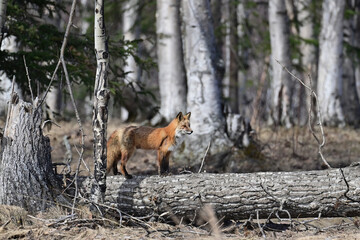 A female, or vixen, red fox (Vulpes vulpes) uses a fallen tree as a footpath through Alaska's...