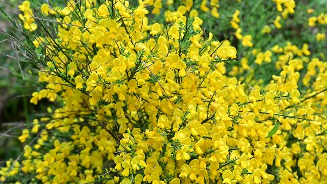 A close-up of a blossoming Cytisus scoparius with yellow flowers. Scotch broom yellow flowering
