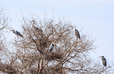 a flock of large white birds, herons nest on a tree in the spring steppe