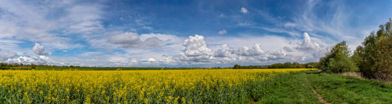 Panoramaaufnahme eines Rapsfeldes mit Feldweg, B&auml;umen und Wolkenhimmel