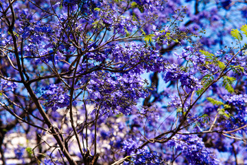 Mexico City, Mexico- March 25 2024: close up view of the jaranda tree, jacarandas, jacarandas in CDMX.