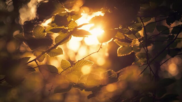 Leaves in front of the setting golden sun, with warm color, sunrays, lots of bokeh and slow movement 

