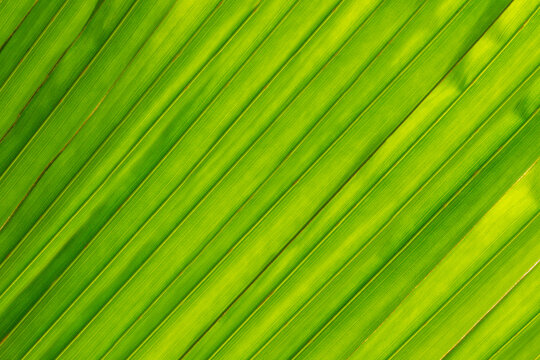 Texture of green leaves as background. Nature texture. Abstract colorful background. To add text. Abstract background photo. Close-up. Graphic design