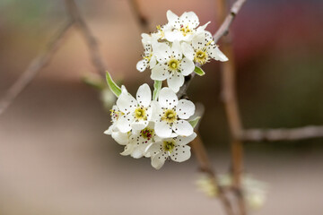 A close up of a tree with white flowers - obrazy, fototapety, plakaty