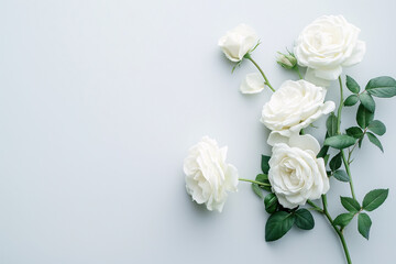 A collection of white roses displayed on a light blue surface.