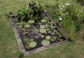 Garden design and landscaping. View of a pond growing aquatic plants such as Victoria cruziana,...