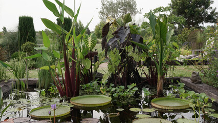 Garden design and landscaping. View of a pond growing aquatic plants such as Victoria cruziana, Colocasia Black Coral, Thalia geniculata, Eichornia crassipes, waterlilies and Typhonodorum lindleyanum