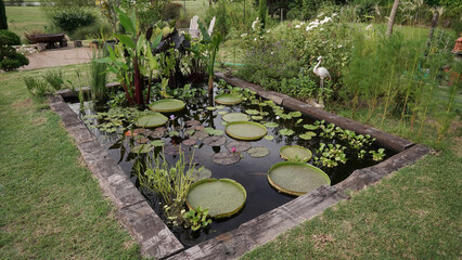 Garden design and landscaping. View of a pond growing aquatic plants such as Victoria cruziana, Colocasia, Thalia, Eichornia, waterlilies and Typhonodorum