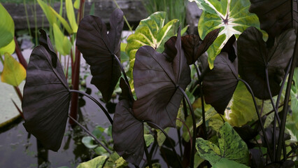 Aquatic plants. Closeup view of Colocasia esculenta Black Coral, growing in a pond in the garden. Beautiful purple leaves underside.