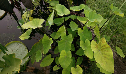 Swamp plants. Closeup view of Colocasia esculenta green leaves, growing in the pond.