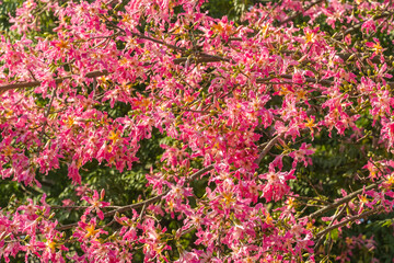 pink silk floss tree flower in garden
