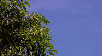view of mango leaves with a clear sky background