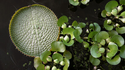 Aquatic plants. Top view of Victoria cruziana, also known as Irupe, giant waterlily green floating leaf and Eichornia crassipes, growing in the pond. 
