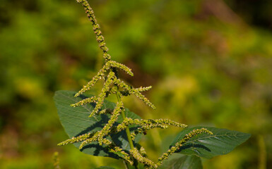 wild amaranth flower growing in the garden. thriving green spinach.