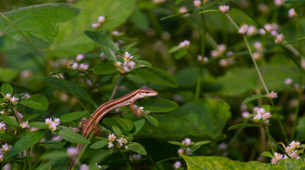 shot on grass lizard or Takydromus sexlineatus