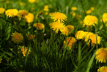 Mniszki lekarskie na łące © Mateusz