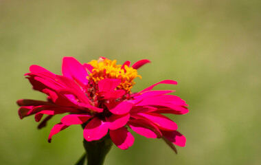 close up of blooming pink zinnia flowers. natural and blurry background.