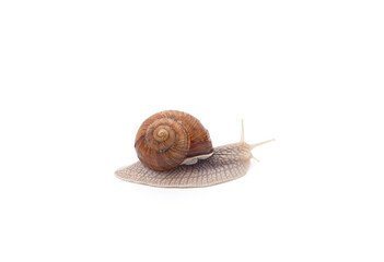 One brown snail.