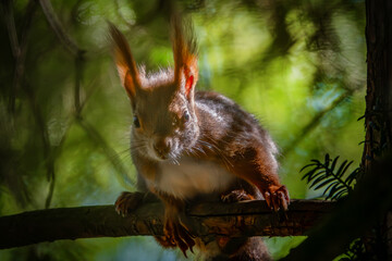 Neugieriges Eichhörnchen im sonnigen Baum