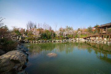 Lake with a wooden bridge and a gazebo for relaxation. Beautiful spring landscape in the Japanese garden of a public park.	