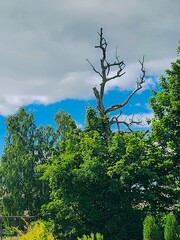 Natures Tranquil Beauty Bare tree branches against a clear blue sky with fluffy clouds, blending harmoniously with a lush broadleaf forest bathed in golden sunlight on a peaceful summer day.
