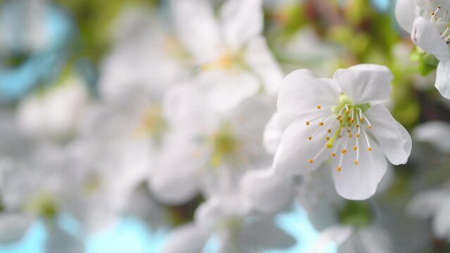 White cherry blossom on a branch in spring season, with creamy bokeh and beautiful bright teal in the background 
