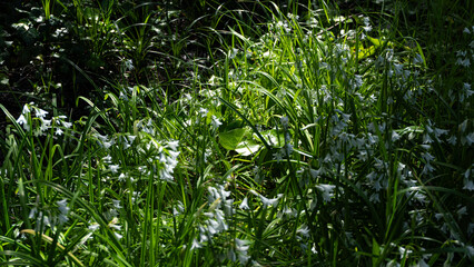 green grass background