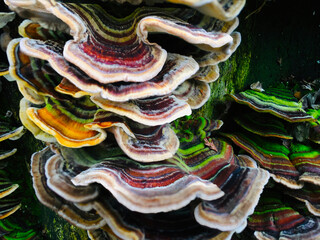 rainbow colored, layered tree fungus