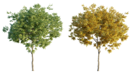 American beech 4K png cutout