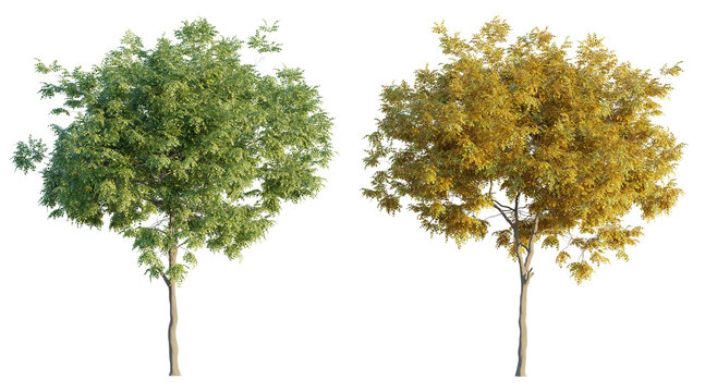 American beech 4K png cutout
