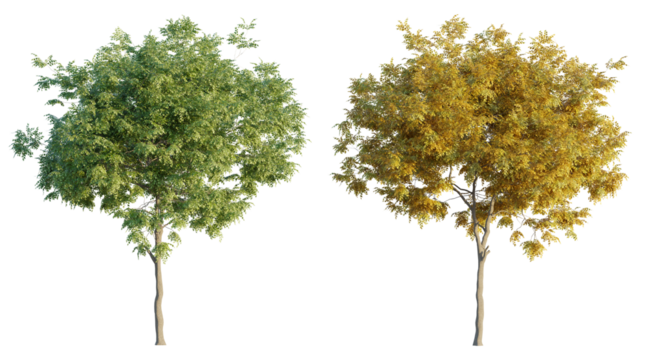 American beech 4K png cutout