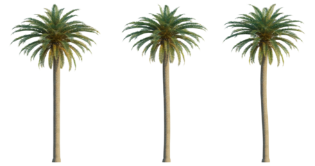 Phoenix canariensis 4K png cutout