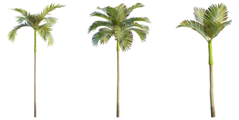 Areca catechu 4K png cutout