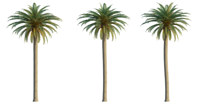 Phoenix canariensis 4K png cutout