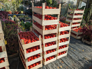 Piles of crates filled with red tomatoes at vegetable garden - obrazy, fototapety, plakaty